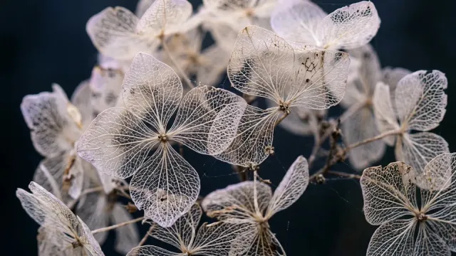 Skeletonized dried hydrangea flowers with lace-like veins on a dark background